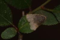 Stigmella plagicolella