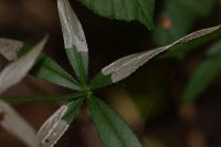Mecyna asinalis