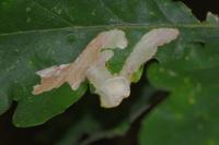 Tischeria ekebladella