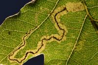 Stigmella roborella