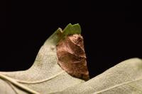 Parornix anglicella