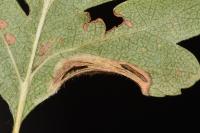 Phyllonorycter oxyacanthae