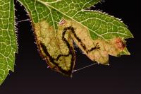 Stigmella regiella