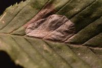 Phyllonorycter esperella