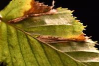 Phyllonorycter tenerella