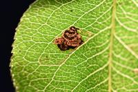Stigmella pyri