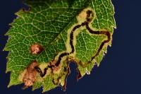 Stigmella anomalella