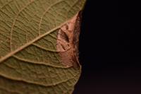 Phyllonorycter salictella