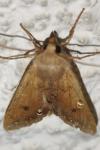 Sunira circellaris