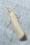 Agriphila straminella