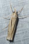Ancylolomia tentaculella