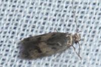 Borkhausenia