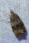 Celypha lacunana