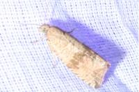 Celypha striana