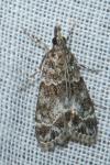 Eudonia mercurella
