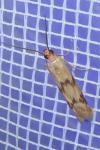 Homoeosoma sinuella
