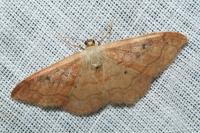 Idaea rubraria