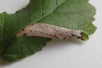 Phyllonorycter schreberella