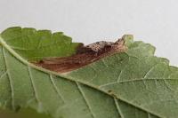 Phyllonorycter schreberella