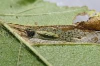 Phyllonorycter schreberella