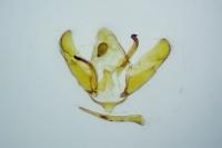 Depressaria daucella