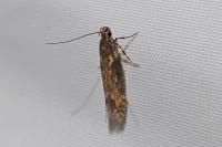 Scrobipalpa costella