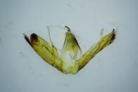 Emmelina monodactyla