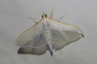 Palpita vitrealis