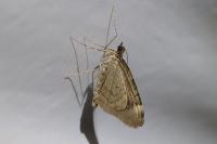 Chloroclysta siterata