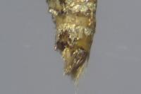 Epirrita dilutata