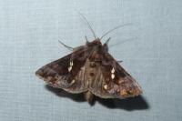 Chrysodeixis chalcites