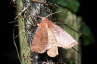 Conistra ligula