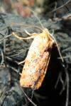 Conistra rubiginea
