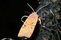 Conistra rubiginosa