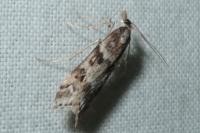 Eudonia angustea