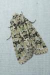 Griposia aprilina