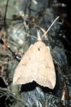 Hypena rostralis