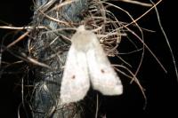 Leptologia lota
