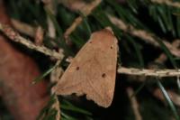 Leptologia macilenta