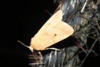 Leptologia macilenta