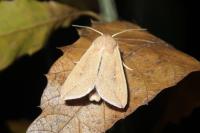 Mythimna unipuncta