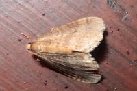 Operophtera brumata
