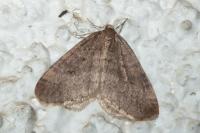 Operophtera brumata