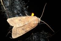 Sunira circellaris