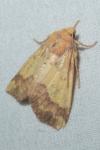 Tiliacea aurago