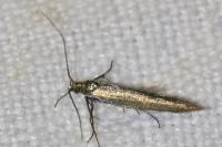 Coleophora alcyonipennella