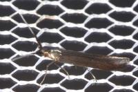 Coleophora mayrella