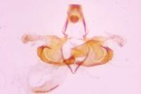 Coleophora mayrella