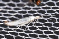 Coleophora ibipennella