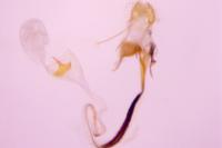 Coleophora ibipennella